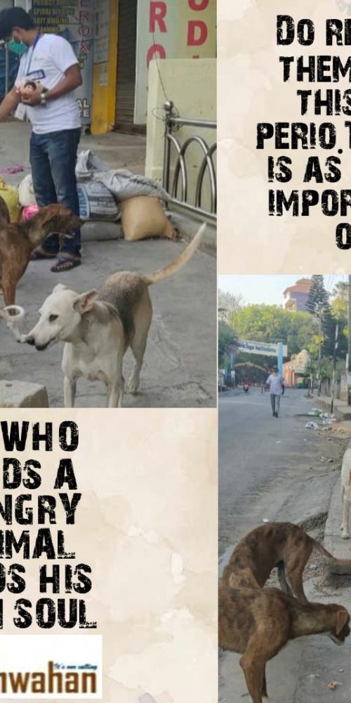 Feeding Animals Aahwahan Foundation